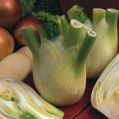 Picture of Fennel Sweet Florence